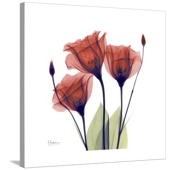 Art.com Ruby Gentian Stretched Canvas Print Wall Art by Albert Koetsier, 30" x 30"