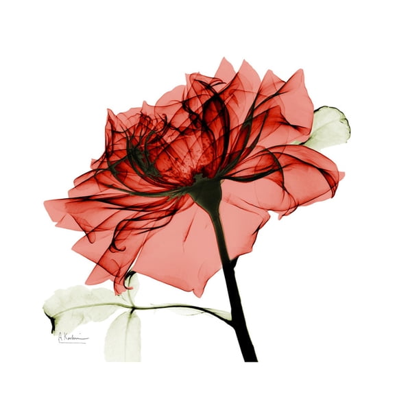 Art.com Ruby Rose 1 Art Print by Albert Koetsier, 16" x 16"