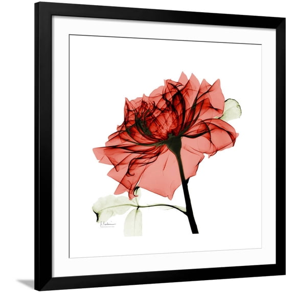 Art.com Ruby Rose 1 Art Print by Albert Koetsier, Black Frame Wall Art, 38" x 38"