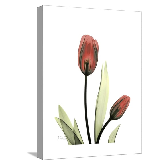 Art.com Ruby Tulip Stretched Canvas Print Wall Art by Albert Koetsier, 12" x 16"