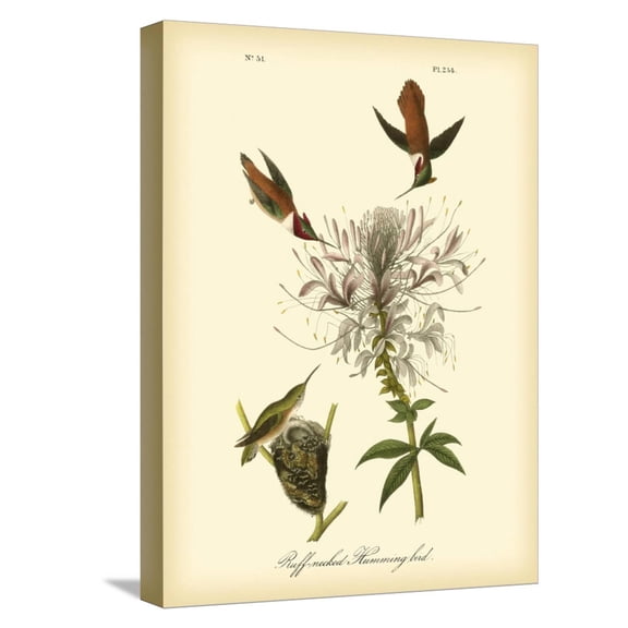 Art.com Ruff-neck Hummingbird Stretched Canvas Print Wall Art by John James Audubon, 12" x 16"
