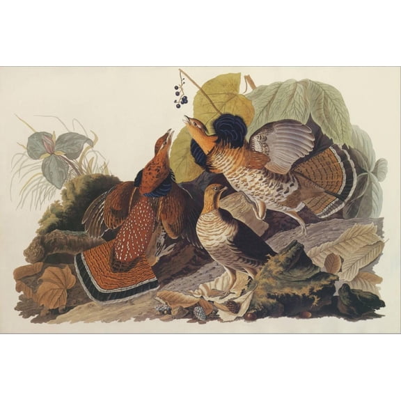 Art.com Ruffed Grouse Stretched Canvas Print Wall Art by John James Audubon, 24" x 16"