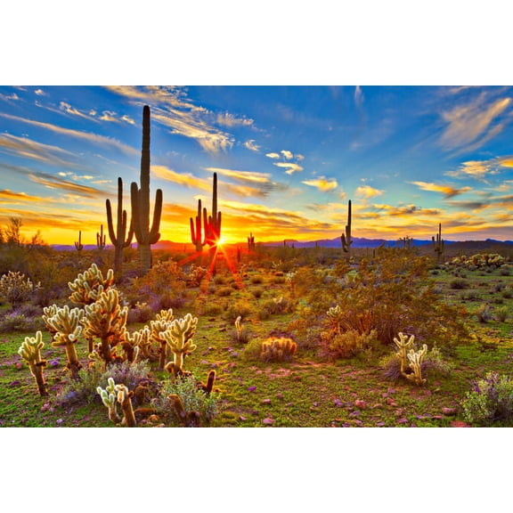 Art.com Saguaros at Sunset in Sonoran Desert near Phoenix. Photographic Print, 18" x 12"