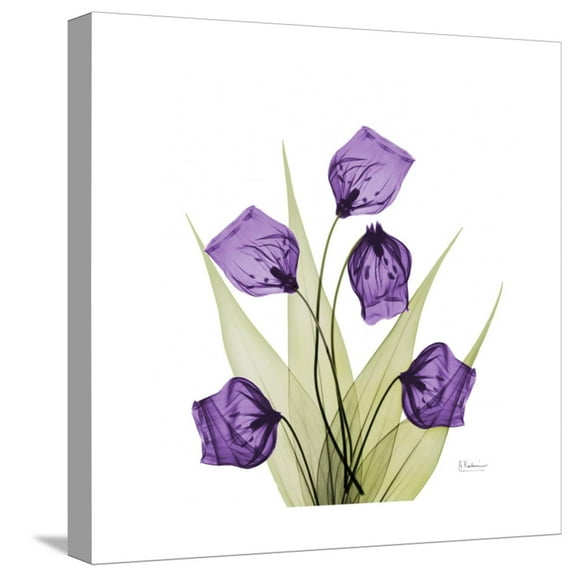 Art.com Sandersonia B Stretched Canvas Print Wall Art by Albert Koetsier, 16" x 16"