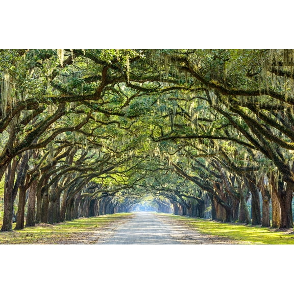 Art.com Savannah, Georgia, USA Oak Tree Lined Road at Historic Wormsloe Plantation. Photographic Print by SeanPavonePhoto, 24" x 16"