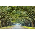 thumbnail image 1 of Art.com Savannah, Georgia, USA Oak Tree Lined Road at Historic Wormsloe Plantation. Photographic Print by SeanPavonePhoto, 36" x 24", 1 of 4