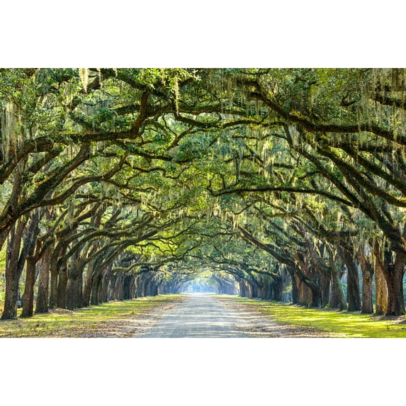 Art.com Savannah, Georgia, USA Oak Tree Lined Road at Historic Wormsloe Plantation. Photographic Print by SeanPavonePhoto, 36" x 24"