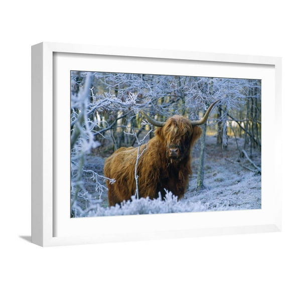 Art.com Scottish Highland Cow in Frost Photographic Print, White Frame Wall Art, 23" x 17"