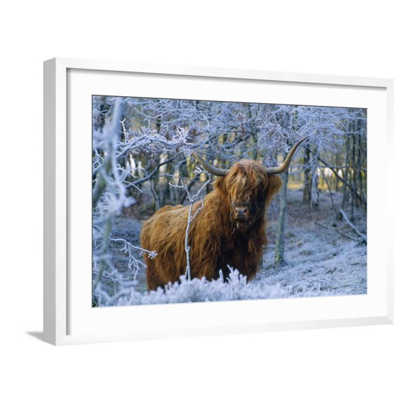 Art.com Scottish Highland Cow in Frost Photographic Print, White Frame Wall Art, 29" x 21"