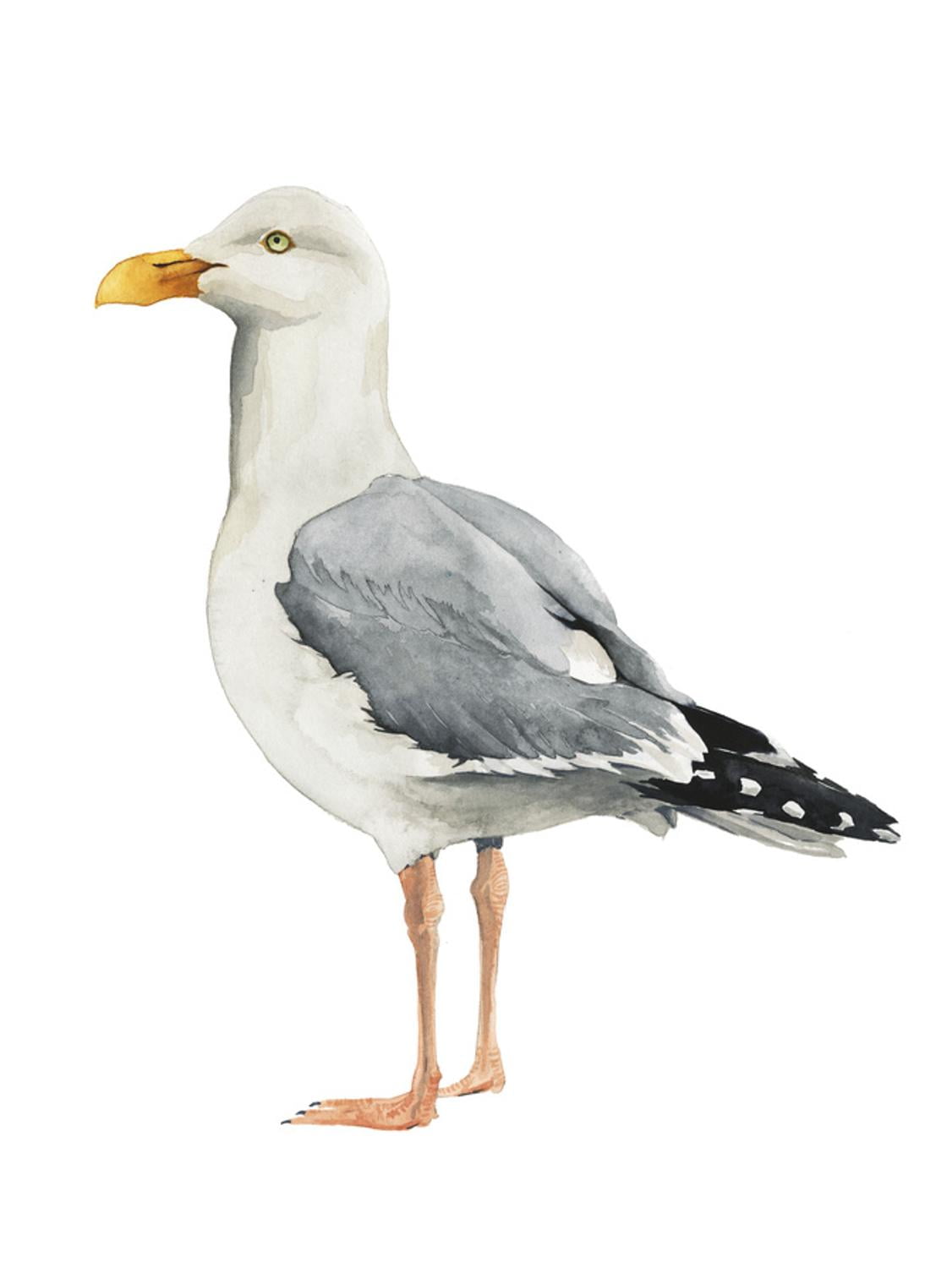 Grace Popp Seagull Bird Canvas Art for Kids Room