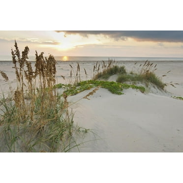 Art.com Sea Oats on Gulf of Mexico at South Padre Island, Texas, USA Photographic Print by Larry Ditto, 18" x 12"