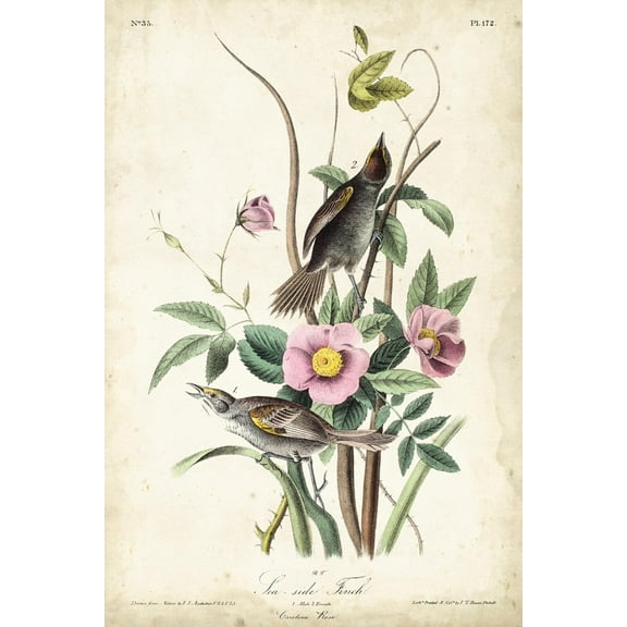Art.com Seaside Finch Art Print by John James Audubon, 12" x 18"