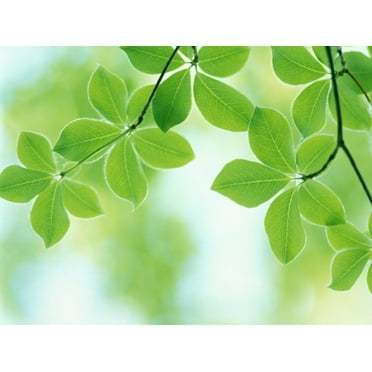 Art.com Selective Focus Close Up of Green Leaves Hanging from Tree Photographic Print, 32" x 24"