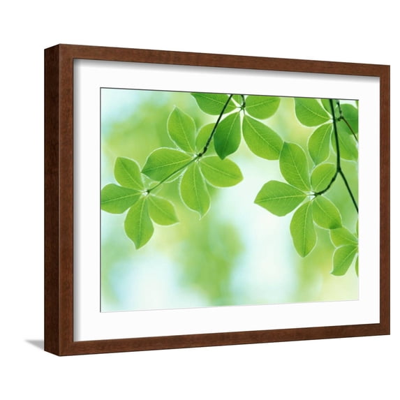 Art.com Selective Focus Close Up of Green Leaves Hanging from Tree Photographic Print, Brown Frame Wall Art, 21" x 17"
