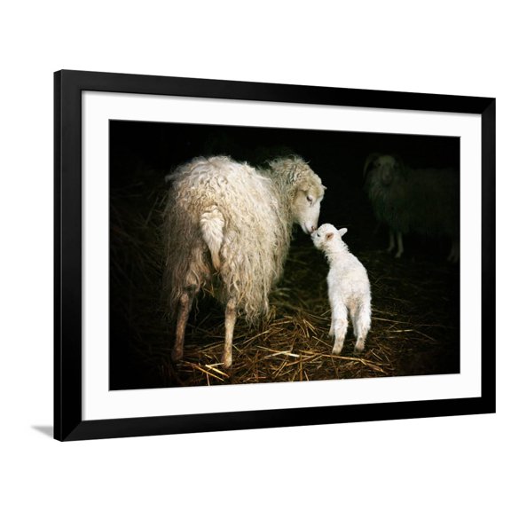 Art.com Sheep with a Lamb Standing in the Doorway of the Barn. Maternal Instinct Photographic Print by Katarzyna Mazurowska, Black Frame Wall Art, 44" x 32"