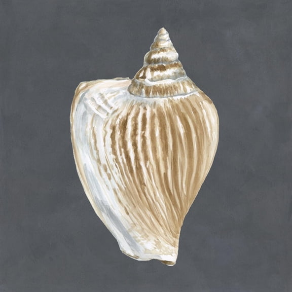 Art.com Shell on Slate VI Art Print by Megan Meagher, 16" x 16"