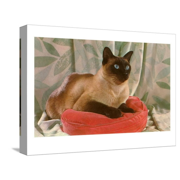Art.com Siamese Cat on Pillow Stretched Canvas Print Wall Art, 16" x 12"