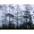 thumbnail image 1 of Art.com Silhouette of Trees with Fog in the Forest, Douglas Fir, Hemlock Tree, Olympic Mountains Photographic Print, 16" x 12", 1 of 4
