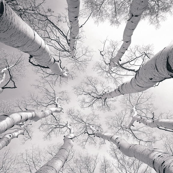 Art.com Silver Birch Art Print by Adam Brock, 16" x 16"