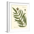 thumbnail image 1 of Art.com Small Antique Fern II Art Print by Vision Studio, White Frame Wall Art, 17" x 21", 1 of 5