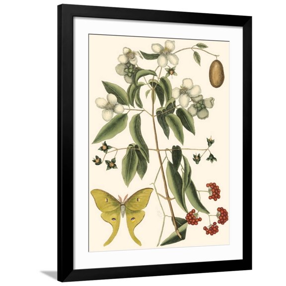 Art.com Small Catesby Butterfly and Botanical III Art Print by Mark Catesby, Black Frame Wall Art, 32" x 40"