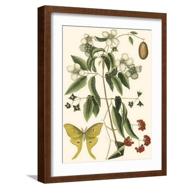 Art.com Small Catesby Butterfly and Botanical III Art Print by Mark Catesby, Brown Frame Wall Art, 17" x 21"