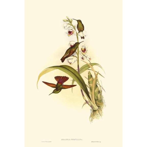 Art.com Small Gould Hummingbird II Art Print by John Gould, 12" x 18"