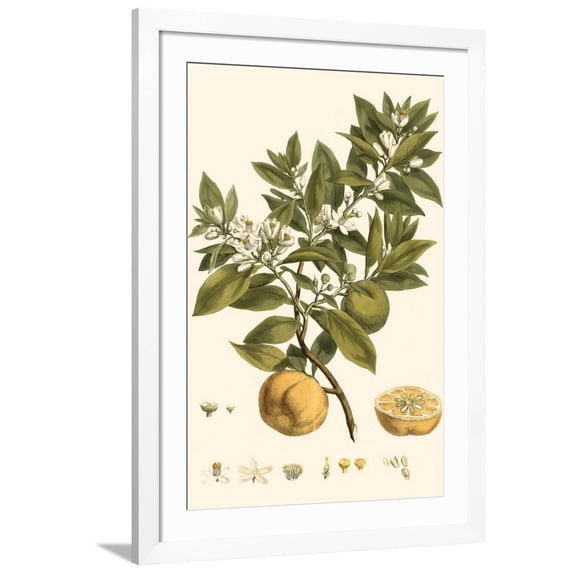 Art.com Small Miller's Bounty I Art Print by John Miller, White Frame Wall Art, 32" x 44"