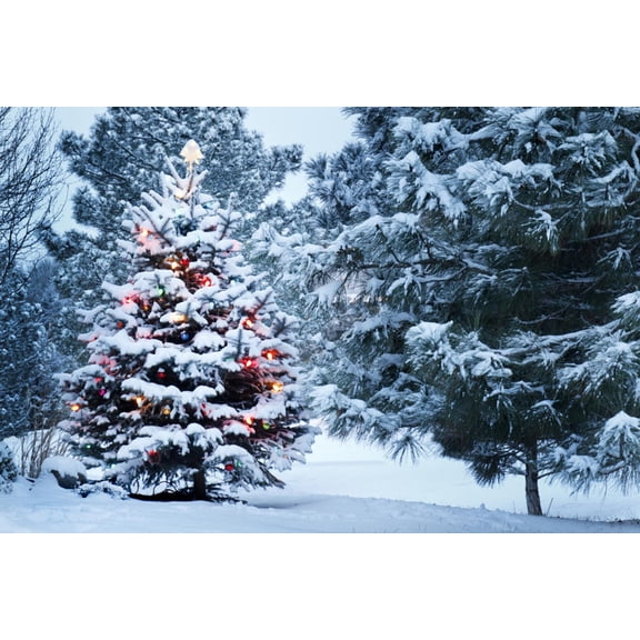 Art.com This Snow Covered Christmas Tree Stands out Brightly against the Dark Blue Tones of this Snow Cover Photographic Print by Ricardo Reitmeyer, 18" x 12"