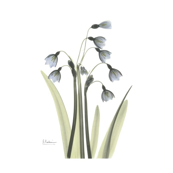 Art.com Snowdrop Portrait Premium Giclee Print by Albert Koetsier, 24" x 32"