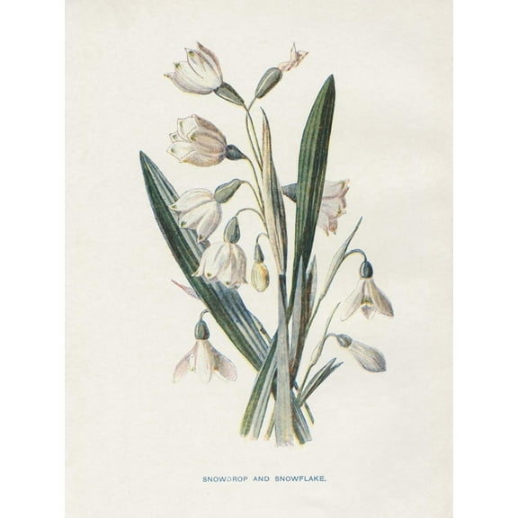 Art.com Snowdrop & Snowflake Art Print by Gwendolyn Babbitt, 12" x 16"