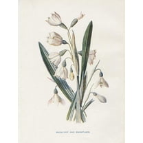Art.com Snowdrop & Snowflake Art Print by Gwendolyn Babbitt, 12" x 16"