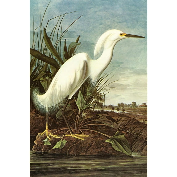 Art.com Snowy Egret Art Print by John James Audubon, 24" x 36"