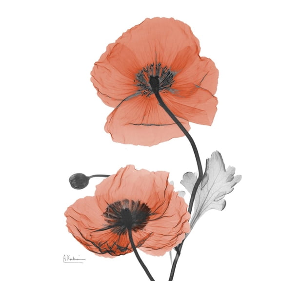 Art.com Soft Poppy Art Print by Albert Koetsier, 12" x 16"