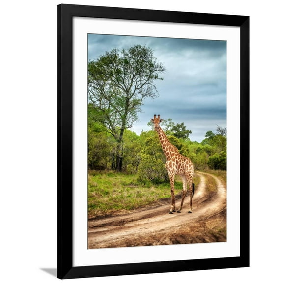 Art.com South African Wildlife, Wild Giraffe on a Walk, Beautiful Great Animal, Big Five, Bush Safari Game Photographic Print by Anna Om, Black Frame Wall Art, 32" x 40"