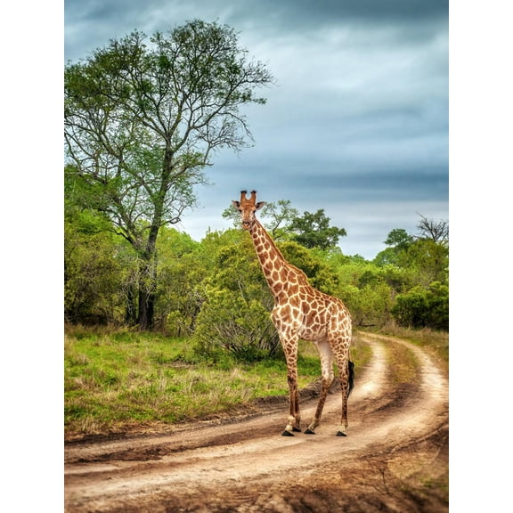 Art.com South African Wildlife, Wild Giraffe on a Walk, Beautiful Great Animal, Big Five, Bush Safari Game Photographic Print by Anna Om, 24" x 32"