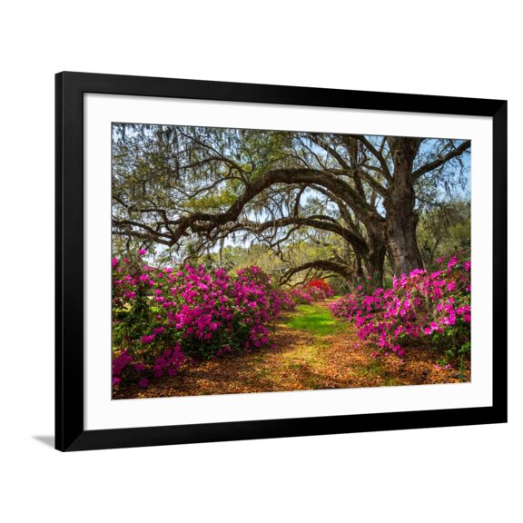 Art.com South Carolina Spring Flowers Charleston SC Lowcountry Scenic Nature Landscape with Blooming Pink A Photographic Print by Dave Allen Photography, Black Frame Wall Art, 44" x 32"