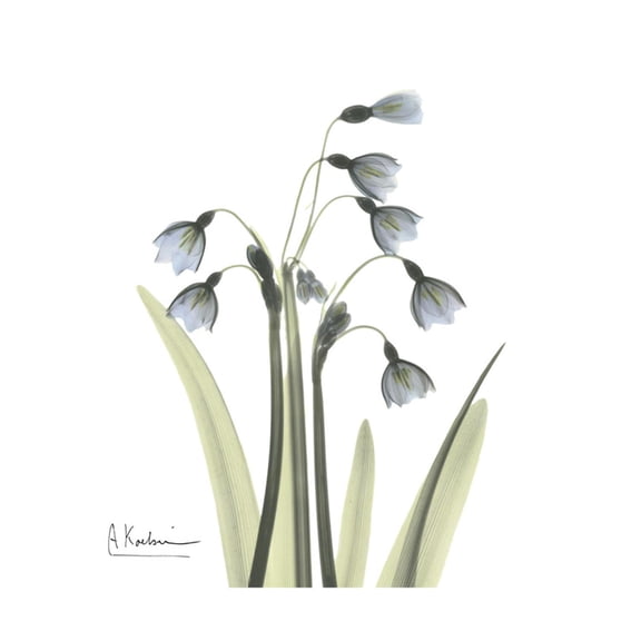 Art.com Sowdrop Portrait 2 Premium Giclee Print by Albert Koetsier, 24" x 24"