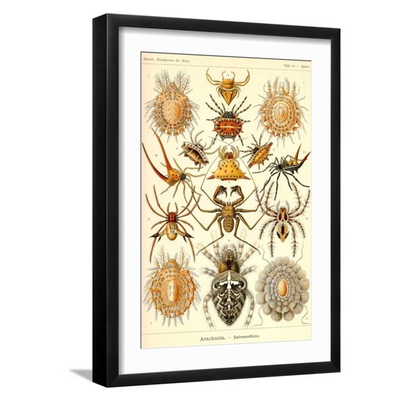 Art.com Spiders Art Print by Ernst Haeckel, Black Frame Wall Art, 17" x 23"