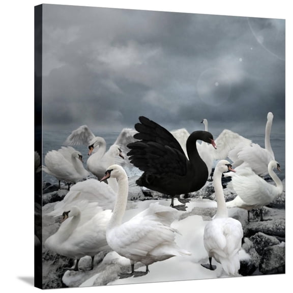 Art.com Stand out of the Crowd - the Black Swan Stretched Canvas Print Wall Art by Ellerslie, 30" x 30"