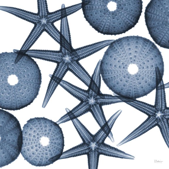 Art.com Starfish Blues Art Print by Albert Koetsier, 24" x 24"