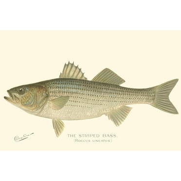 Art.com Striped Bass Art Print by Denton, 18" x 12"