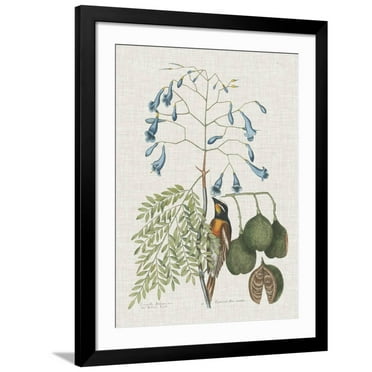 Art.com Studies in Nature II Art Print by Mark Catesby, Black Frame Wall Art, 32" x 40"