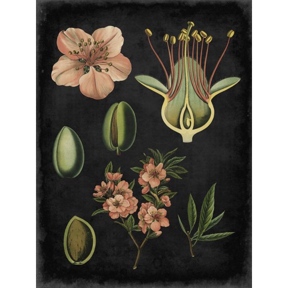 Art.com Study in Botany I Art Print by Vision Studio, 12" x 16"