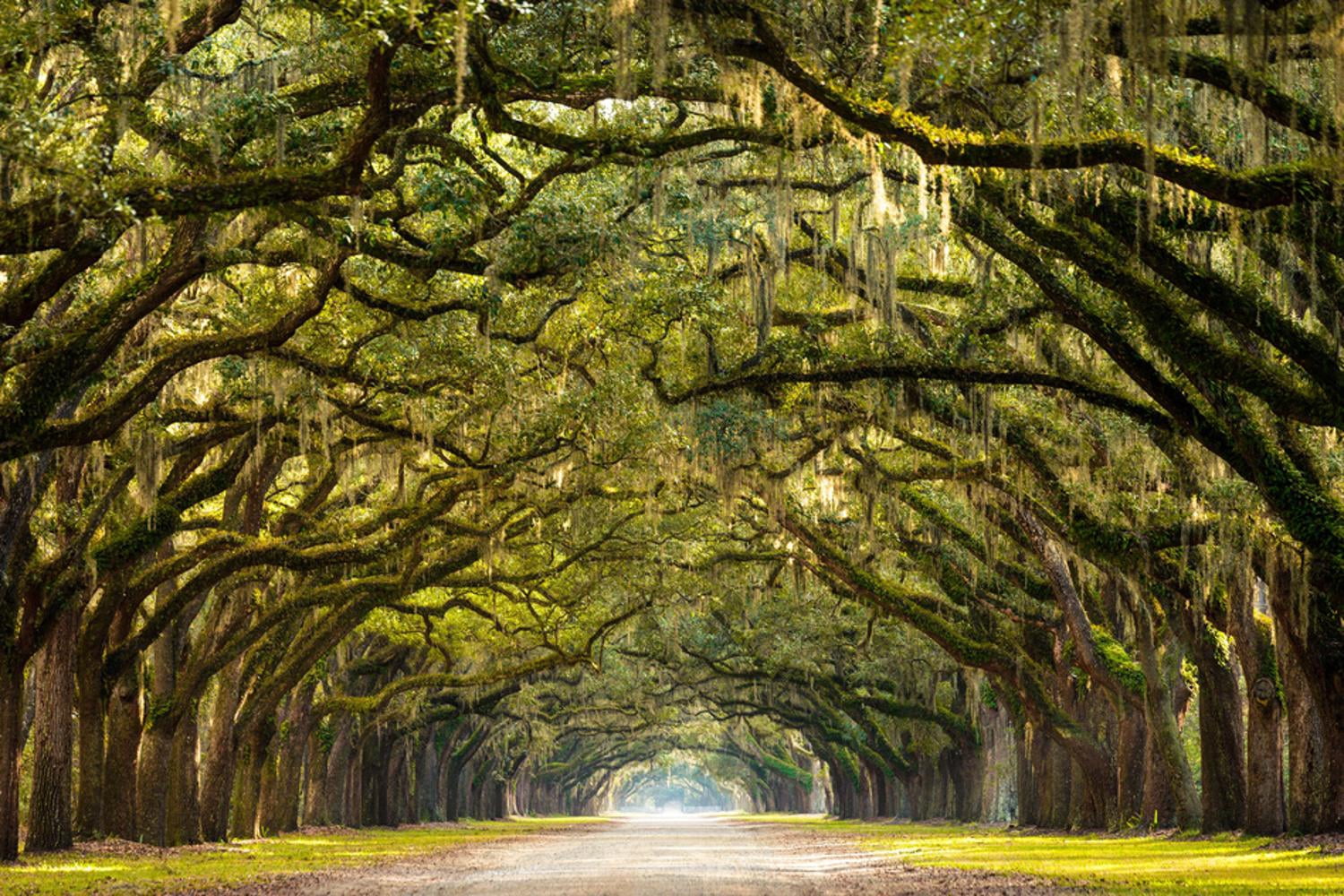 Art.com A Stunning, Long Path Lined with Ancient Live Oak Trees Draped ...