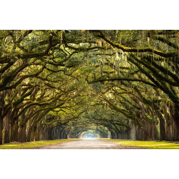 Art.com A Stunning, Long Path Lined with Ancient Live Oak Trees Draped in Spanish Moss in the Warm, Late Af Photographic Print by Serge Skiba, 36" x 24"