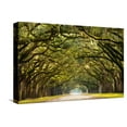 thumbnail image 1 of Art.com A Stunning, Long Path Lined with Ancient Live Oak Trees Draped in Spanish Moss in the Warm, Late Af Stretched Canvas Print Wall Art by Serge Skiba, 18" x 12", 1 of 4