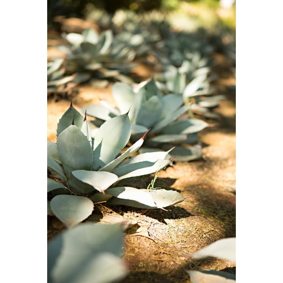 Art.com Succulent Garden III Photo by Karyn Millet, 12" x 18"