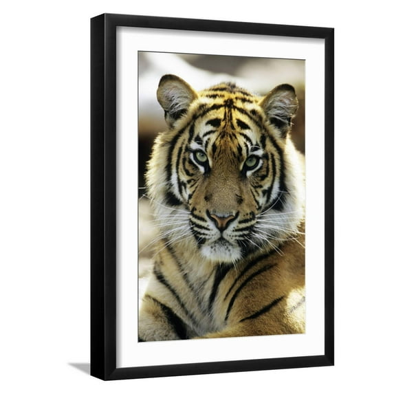 Art.com Sumatra Tiger Portrait Photographic Print, Black Frame Wall Art, 17" x 23"