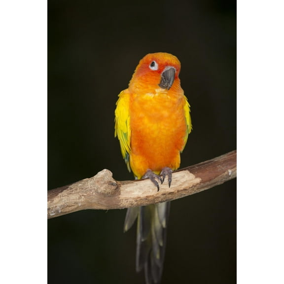 Art.com Sun Conure Photographic Print by Lynn M^ Stone, 12" x 18"